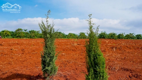 Sở hữu cơ hội đầu tư chỉ với 950tr tặng 100m2 thổ cư tại Nam Hà, Lâm Hà