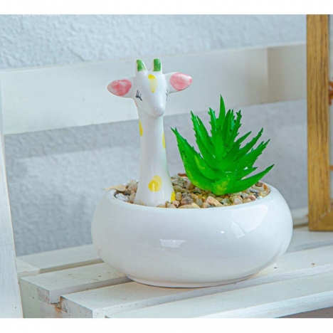 Khuyến mãi cuối năm mua cây cảnh mini ngay tại Cây Xanh Store