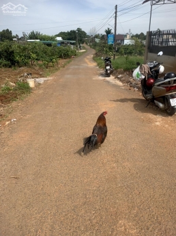 Lô Đất Đầu Tư Tại Bảo Lộc, Chỉ 200Triệu/m. 10*50M Thổ Cư, Ngay Trung Tâm