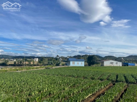 Chính chủ cần tiền bán gấp lô đất  5,57x49,76 tổng dt 245m2  có 100m đất thổ cư