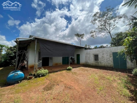 3.8ha đất trồng cà phê, tiêu và các loại cây ăn trái đường bê tông cách QL14C 150m