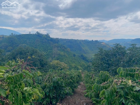 Kẹt tiền cần bán gấp lô Đất đẹp ngay chân đèo Tà Nung, Xã Tà Nung, Đà Lạt.