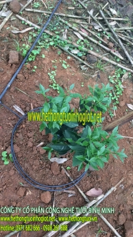 Đại lý hệ thống tưới nhỏ giọt uy tín, hệ thống tưới nhỏ giọt cao cấp, tìm đại lý tưới nhỏ giọt