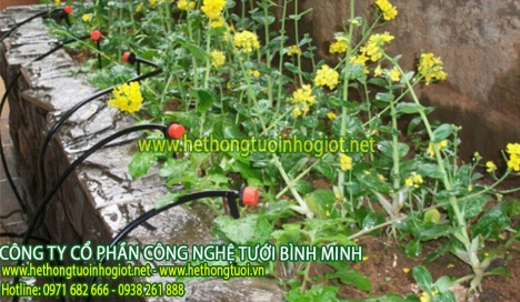 Đại lý hệ thống tưới nhỏ giọt uy tín, hệ thống tưới nhỏ giọt cao cấp, tìm đại lý tưới nhỏ giọt