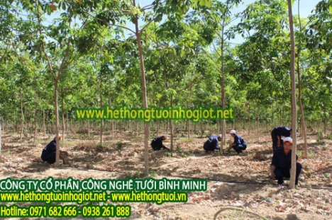 Đại lý hệ thống tưới nhỏ giọt uy tín, hệ thống tưới nhỏ giọt cao cấp, tìm đại lý tưới nhỏ giọt