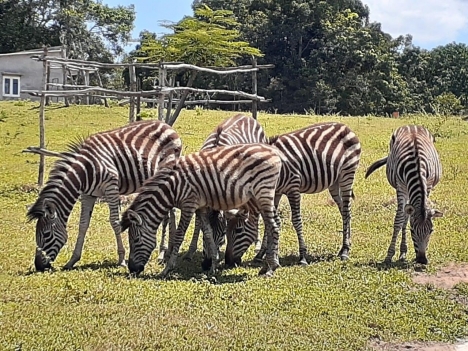 Đất Bình Tân Ngay Liên Huyện Cạnh Safari 3.300ha Rạng Đông Giá 120K/m2