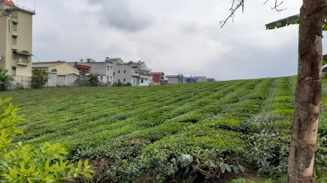 ĐẦU TƯ ĐẤT MỘC CHÂU KHÔNG THỂ BỎ LỠ, BÁN GẤP LÔ ĐẤT VEN QL43 GIÁ SIÊU RẺ