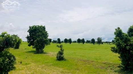 Bán nhanh 10,000m2 đất nền hoà thắng, bắc bình gần đường nhựa ĐT 716 sổ có đường chỉ 1,2 tỷ Lh 09386