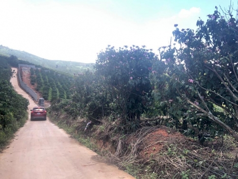 Bán 6913m2 View toàn cảnh xã Phi Tô Lâm hà - Lâm đồng