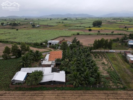 Cần sang nhượng lại Trang trại ngay khu dân cư tuyệt đẹp. Đc: Đống Đa, Ninh Sim, Tx.Ninh