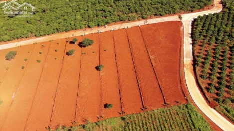 Đất nghỉ dưỡng Đà Lạt vùng ven hơn 500m2, sổ hồng sẵn giá 950 triệu