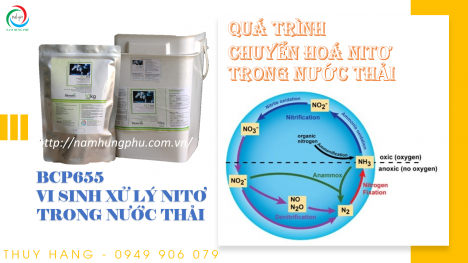 BCP655 Men vi sinh xử lý nito amoni trong nước thải