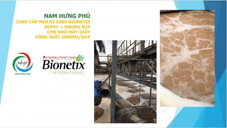Men vi sinh xử lý nước thải ngành giấy và bột giấy BCP57