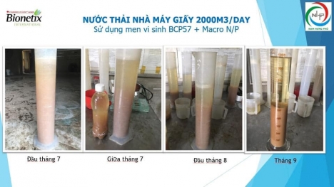 Men vi sinh xử lý nước thải ngành giấy và bột giấy BCP57
