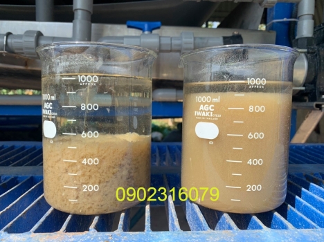 BCP 12 - Men vi sinh cho bể kỵ khí - Phân hủy chất béo