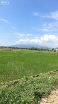 View cánh đồng đẹp-đường 4m sẵn sổ đỏ-đất Điện Tiến