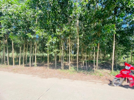 Bán đất vườn diên xuân đẹp giá rẽ