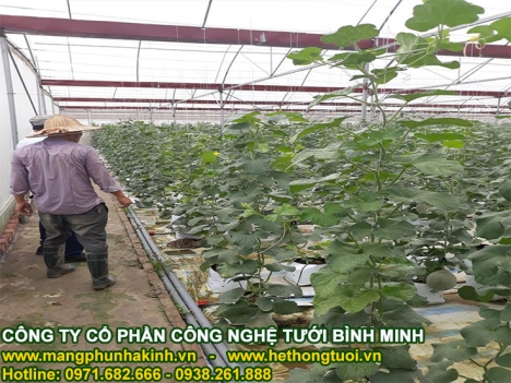 Nhà lưới trồng cây công nghệ cao, vật tư nhà lưới,mẫu nhà lưới đơn giản,tự làm nhà lưới