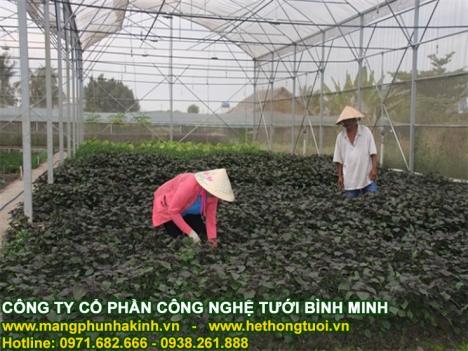 Công dụng của lưới chắn côn trùng, nông nghiệp công nghệ cao, cách làm nhà lưới đơn giản,