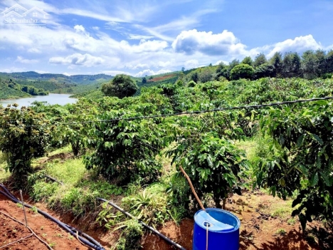 1.1Ha vườn Cfe giáp hồ Đại Ninh - Đức Trọng chỉ 600tr/sào