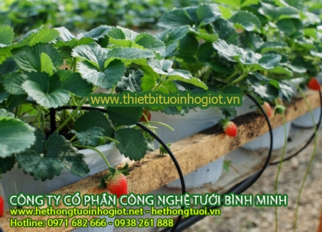 Tư vấn thi công tưới nhỏ giọt, hệ thống tưới nhỏ giọt cho rau, hệ thống tưới nhỏ giọt giá cực mềm