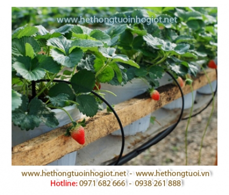 Hệ thống tưới nhỏ giọt, nhỏ giọt bù áp, nhỏ giọt 8 tia,nhỏ giọt quấn quanh gốc giá bán hệ thống tưới