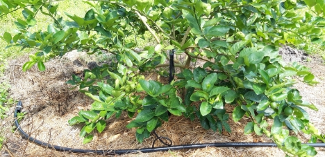 Tư vấn thi công tưới nhỏ giọt, hệ thống tưới nhỏ giọt cho rau, hệ thống tưới nhỏ giọt giá cực mềm