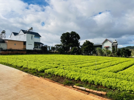 Bán Đất TT Liên Nghĩa 1,6 tỷ 5x30m 150,6m2 TC 75,3m (Đất Ven Đà Lạt) 