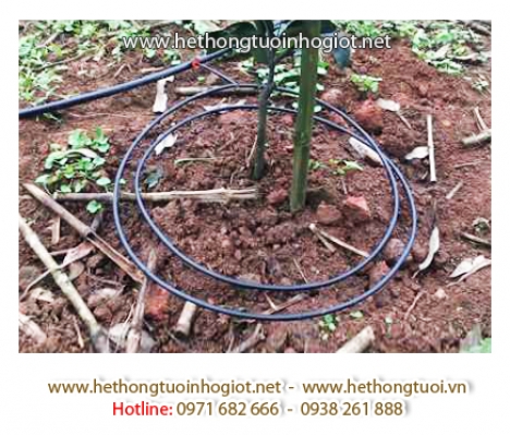 Hệ thống tưới nhỏ giọt, nhỏ giọt bù áp, nhỏ giọt 8 tia,nhỏ giọt quấn quanh gốc giá bán hệ thống tưới