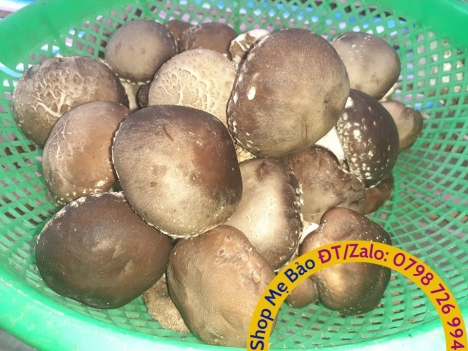 Nấm hương tươi, nấm đông cô tươi, nấm hữu cơ sạch giá tốt