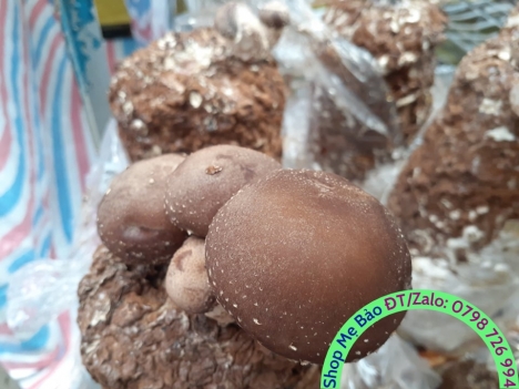 Nấm hương tươi, nấm đông cô tươi, nấm hữu cơ sạch giá tốt