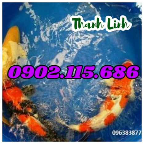 Thùng dung tích lớn, thùng hình chữ nhật, thùng nhựa tròn, thùng nhựa nuôi cá, thùng nhựa trồng sen,