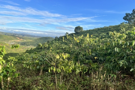 Bán Đất gộp 4 sổ 260tr/Sào Tổng 3,4ha Đất Đạ Đờn - Lâm Hà - Lâm Đồng (Đất Ven Đà Lạt)