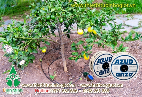 Dây nhỏ giọt quanh gốc,ống tưới nhỏ giọt trồng bưởi,ống tưới quanh gốc cây ăn quả,khớp nối ống