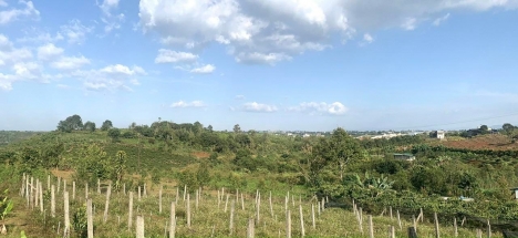 Bán Đất 3000m2 54m Mặt Tiền Hẻm Lê Phụng Hiểu P.Lộc Tiến TP Bảo Lộc