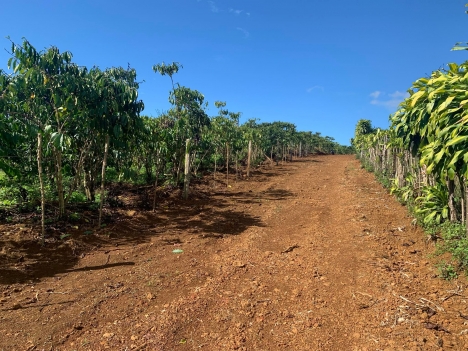 Bán Đất 3000m2 54m Mặt Tiền Hẻm Lê Phụng Hiểu P.Lộc Tiến TP Bảo Lộc