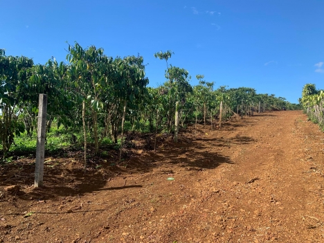 Bán Đất 3000m2 54m Mặt Tiền Hẻm Lê Phụng Hiểu P.Lộc Tiến TP Bảo Lộc