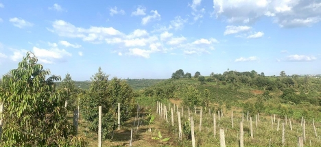 Bán Đất 3000m2 54m Mặt Tiền Hẻm Lê Phụng Hiểu P.Lộc Tiến TP Bảo Lộc