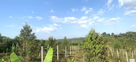 Bán Đất 3000m2 54m Mặt Tiền Hẻm Lê Phụng Hiểu P.Lộc Tiến TP Bảo Lộc