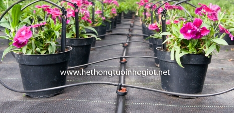 Dây tưới nhỏ giọt dải luống azud,ống tưới nhỏ giọt tây ban nha,đầu tưới nhỏ giọt azud tây ban nha