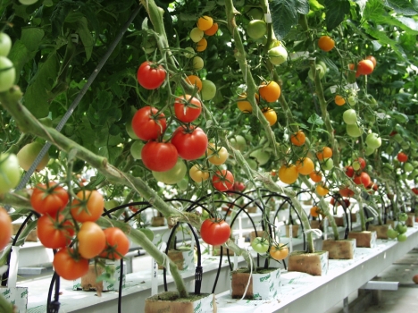 Móc kẹp cà chua, dây treo cà chua, dây gân, sợi se, móc treo nhà kính