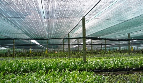 Lưới che nắng nông nghiệp, lưới che nắng made in đài loan, lưới che nắng bình minh, lưới che nắng