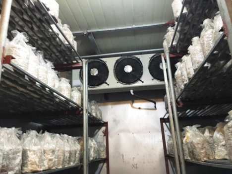 Thi công kho lạnh bảo quản nấm