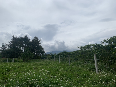 Bán lô đất hẻm Lê Thị Riêng, dt 10x50, giá 1,6 tỷ, Bảo Lộc