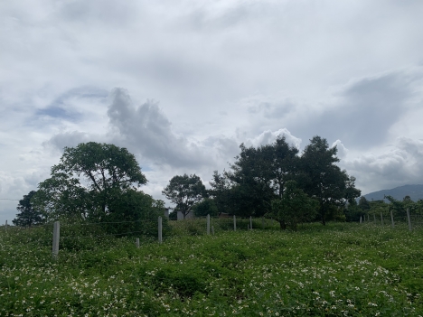 Bán lô đất hẻm Lê Thị Riêng, dt 10x50, giá 1,6 tỷ, Bảo Lộc