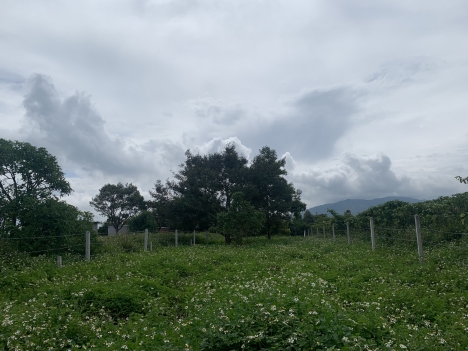 Bán lô đất hẻm Lê Thị Riêng, dt 10x50, giá 1,6 tỷ, Bảo Lộc