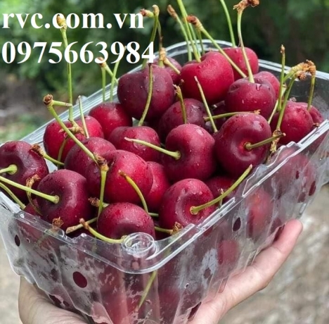 Top những mẫu hộp nhựa đựng cherry 500g cao cấp, uy tín, chất lượng
