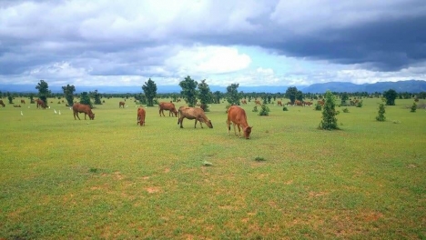 Đất Bình Tân SHR Gần KDL Safari 3.300ha Rạng Đông Giá Chỉ 120K/m2