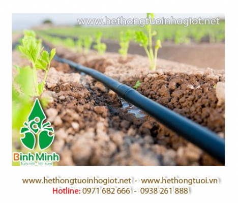 Dây nhỏ giọt dải luống Azud, dây tưới nhỏ giọt bù áp, ống tưới nhỏ giọt mềm, béc tưới nhỏ giọt hà nộ