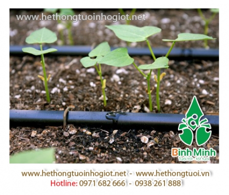 Dây nhỏ giọt dải luống Azud, dây tưới nhỏ giọt bù áp, ống tưới nhỏ giọt mềm, béc tưới nhỏ giọt hà nộ